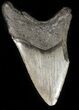 Partial, Fossil Megalodon Tooth #45947-1